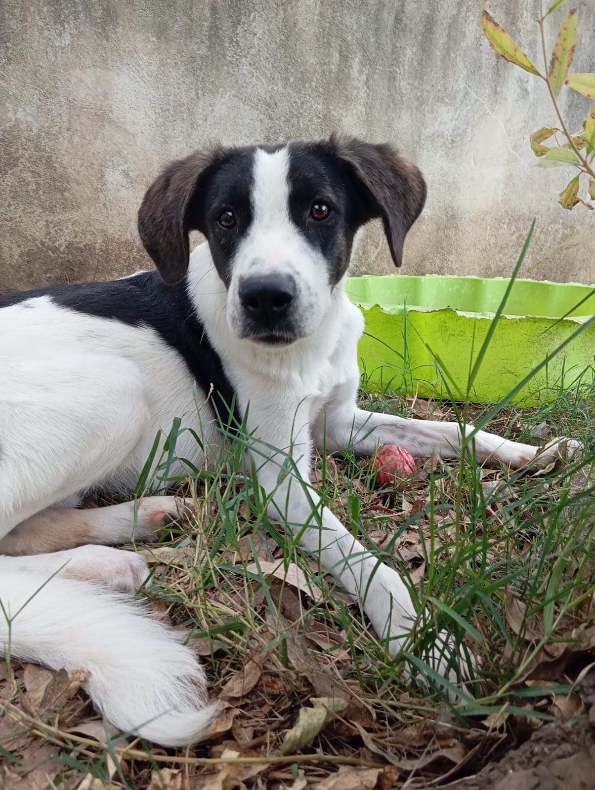 Snoopy  – Meticcio – photo 3