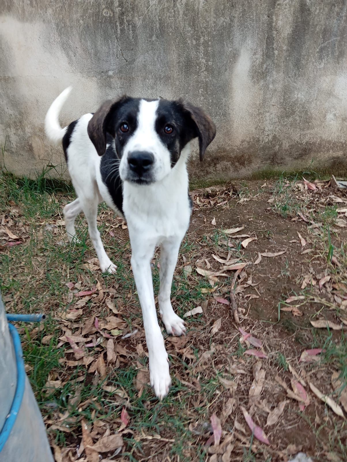 Snoopy  – Meticcio – photo 4