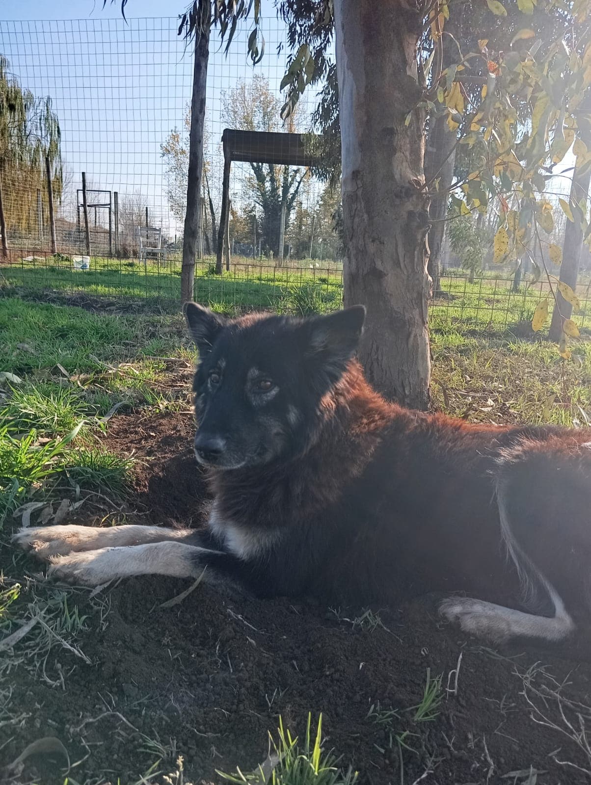 Nadia – Meticcio – photo 3