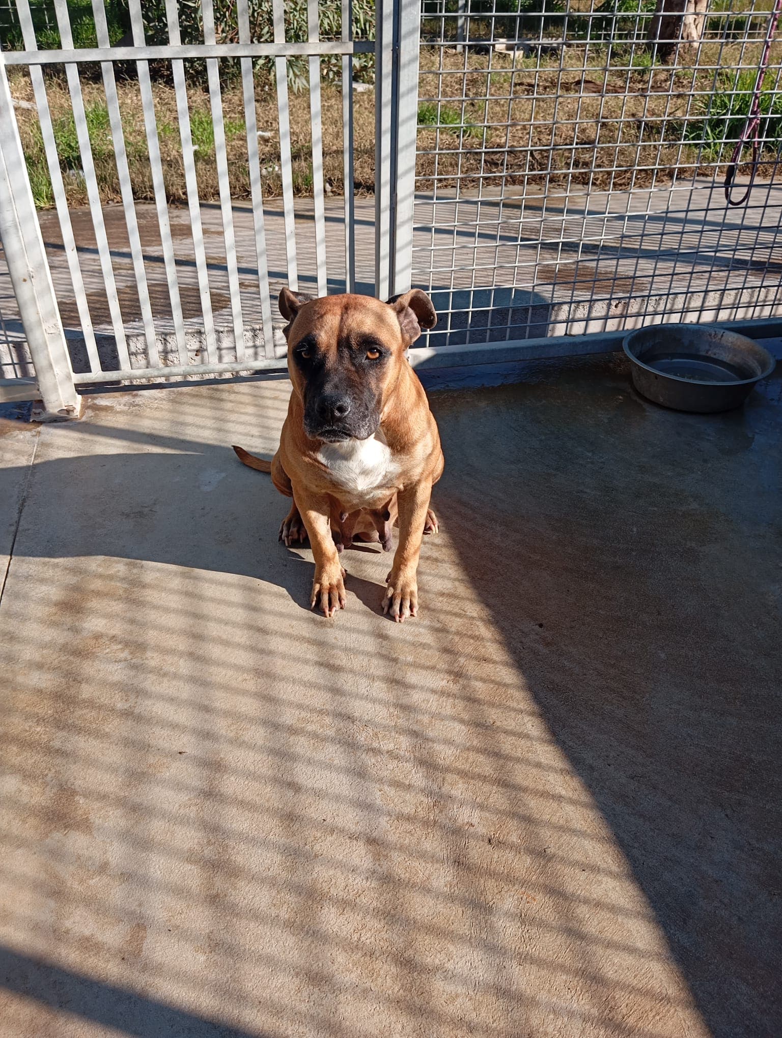 Zoe – Boxer Mix – photo 3