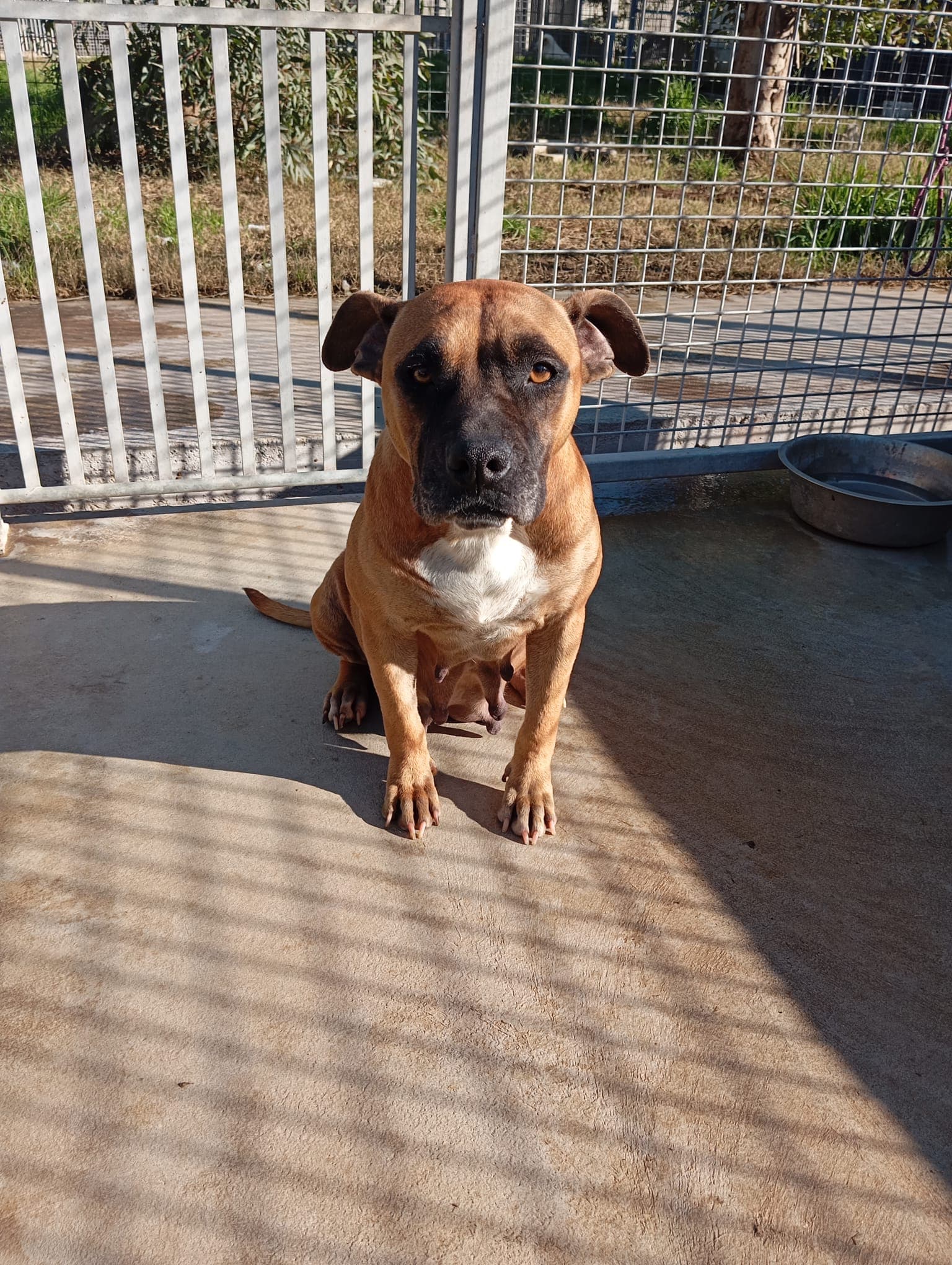 Zoe – Boxer Mix – photo 5