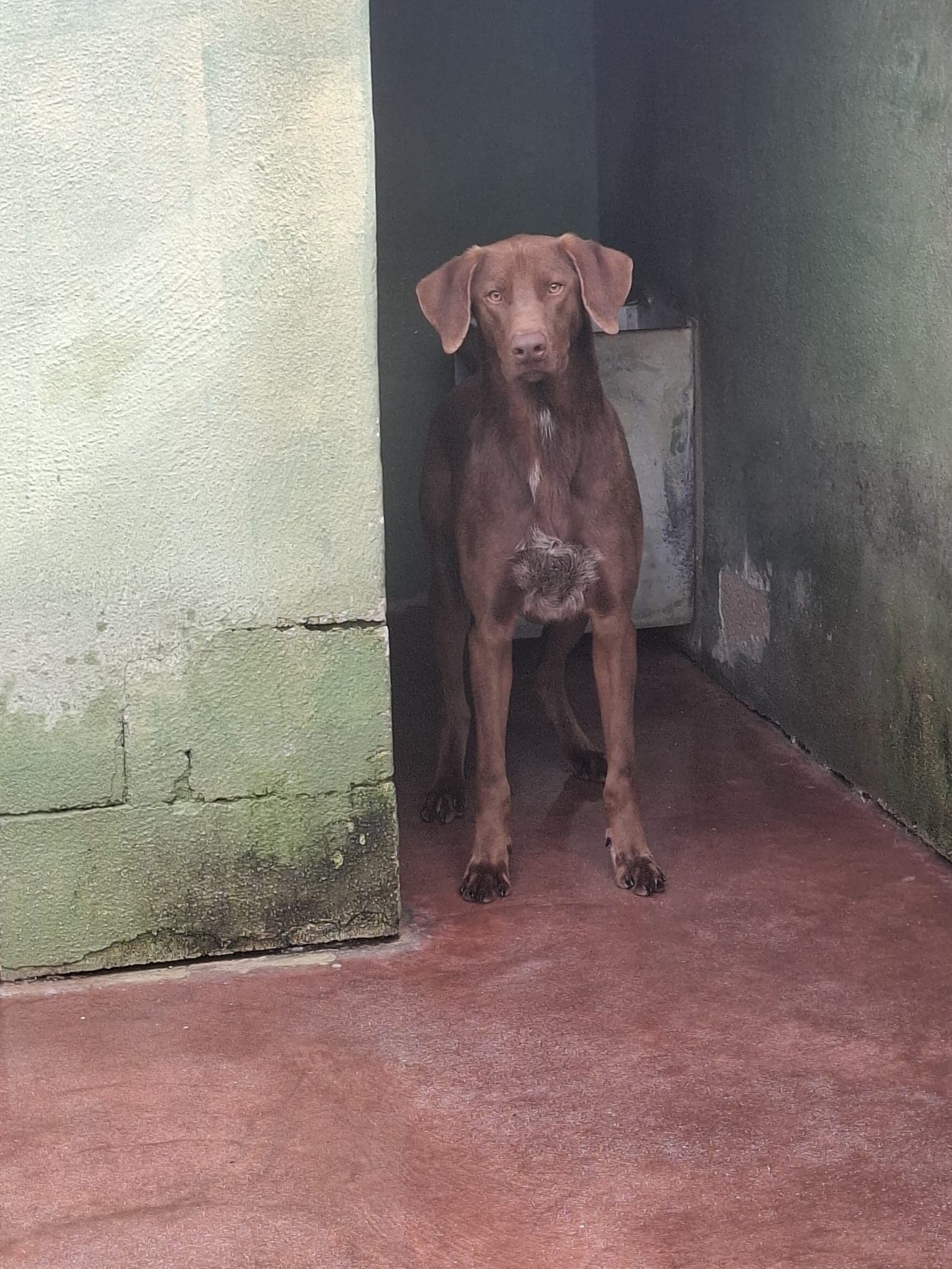 Duca – Meticcio – photo 1