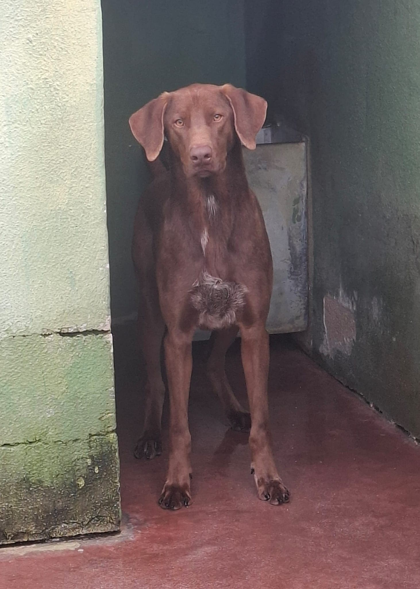 Duca – Meticcio – photo 2