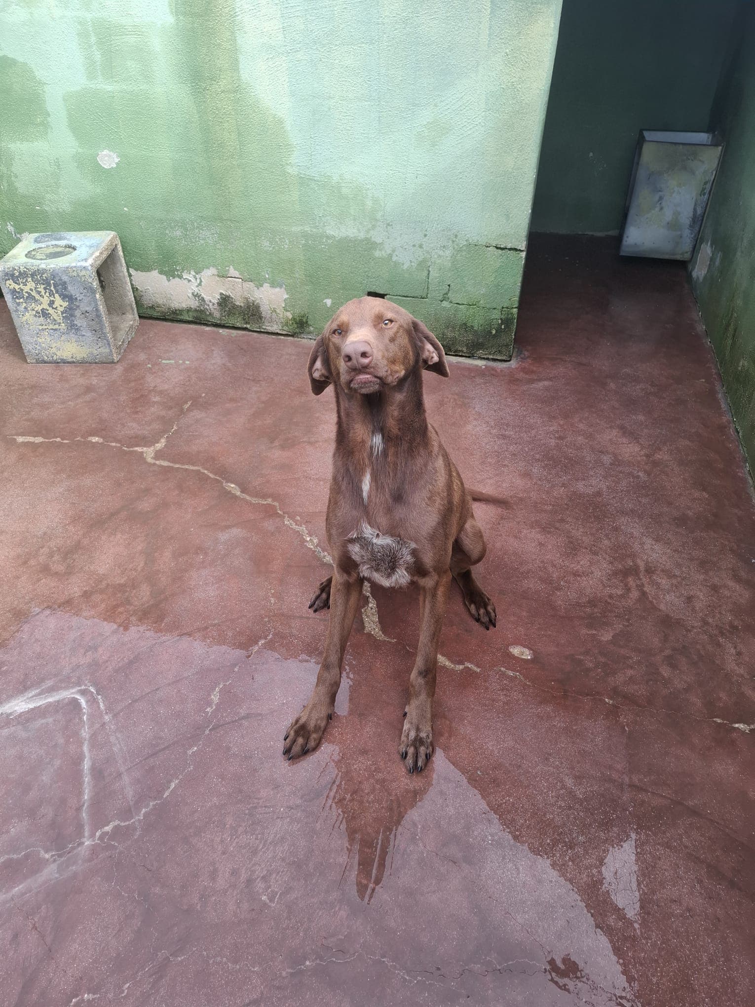 Duca – Meticcio – photo 3