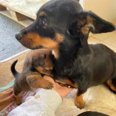 Pet photo 1