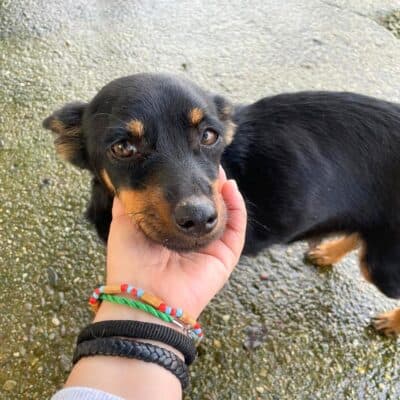 Pet photo 2