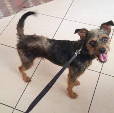 Pet photo 2