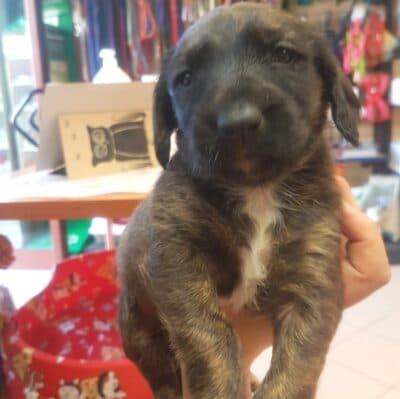 Pet photo 1