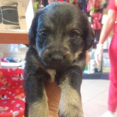 Pet photo 2