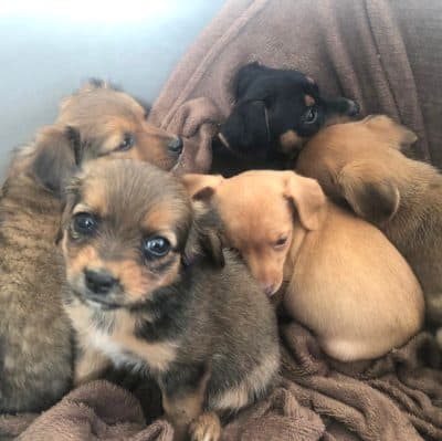 Pet photo 1