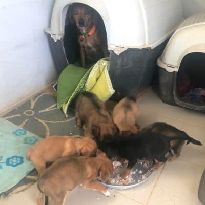 Pet photo 2
