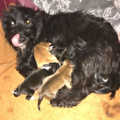 Pet photo 1
