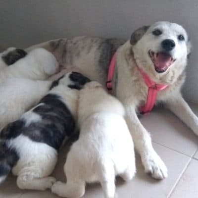 Pet photo 1