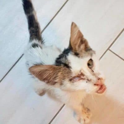 Pet photo 1