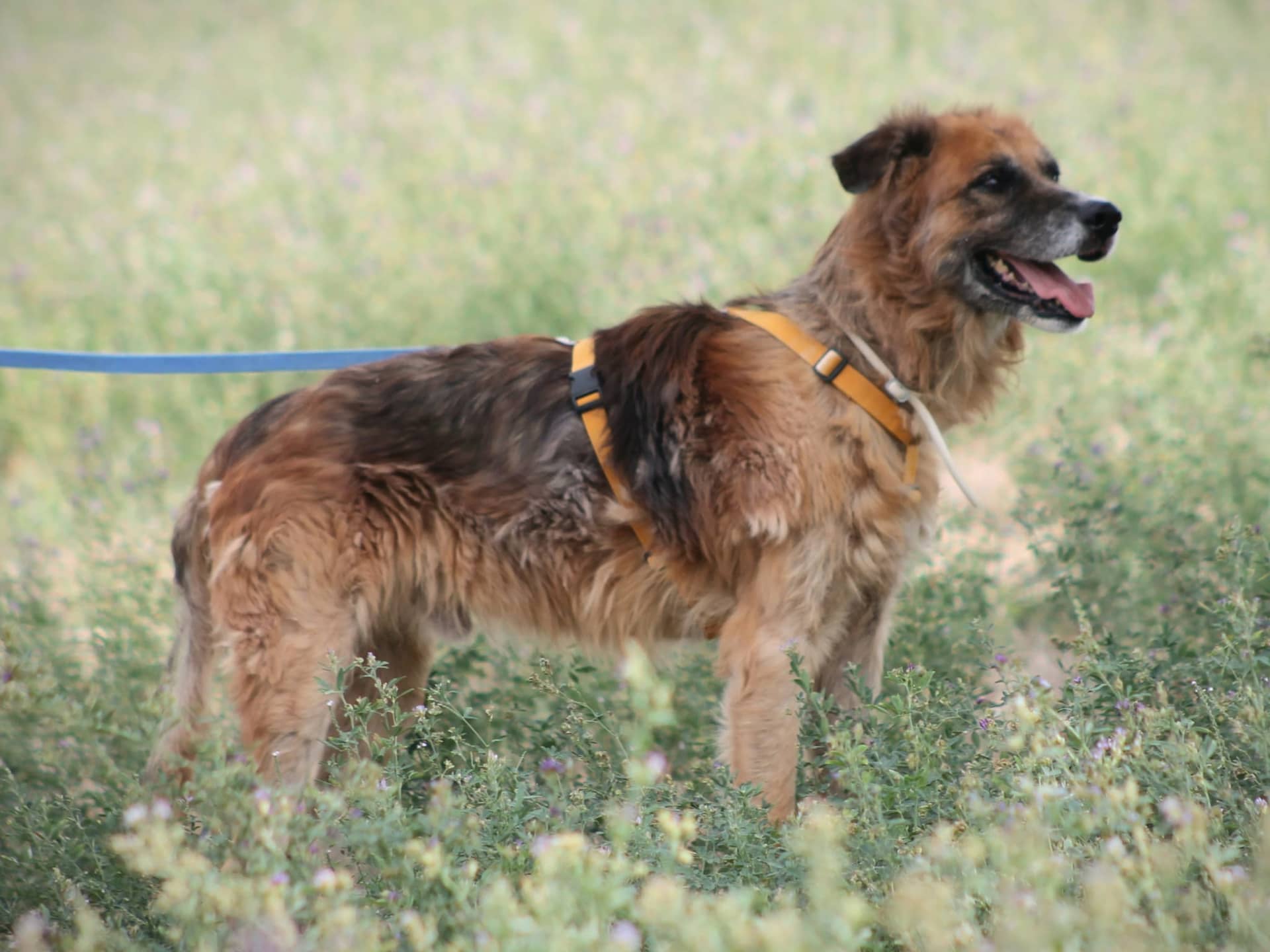 Pet photo 4