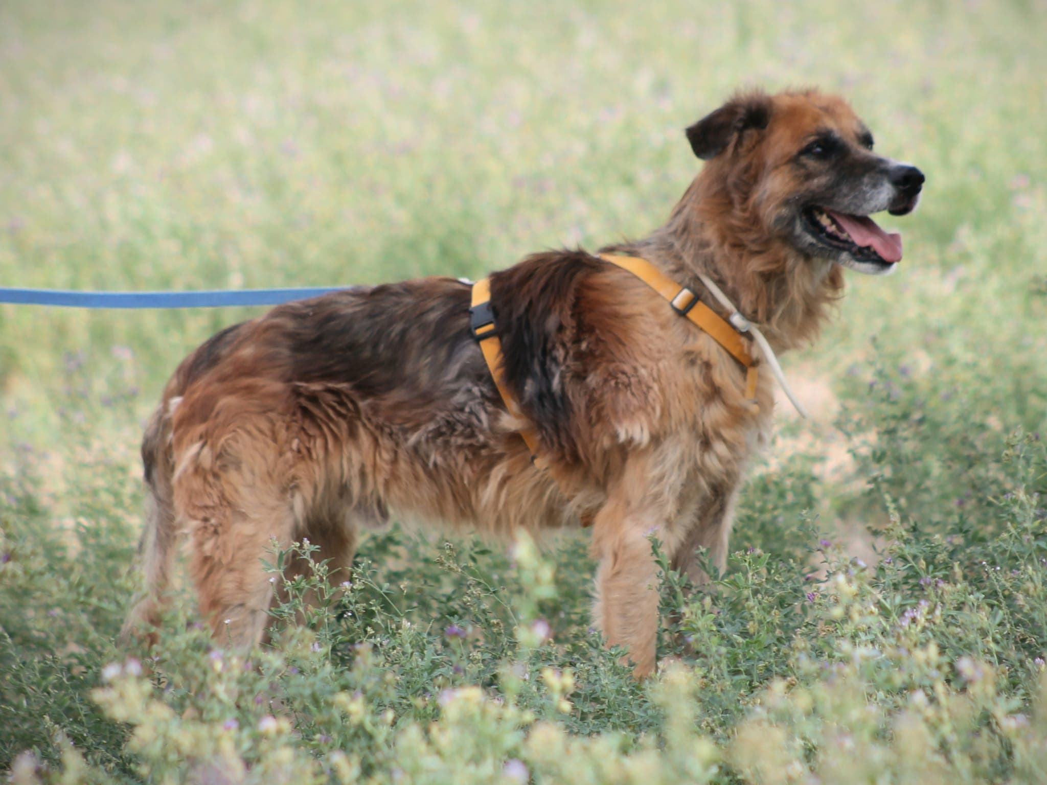 Pet photo 4