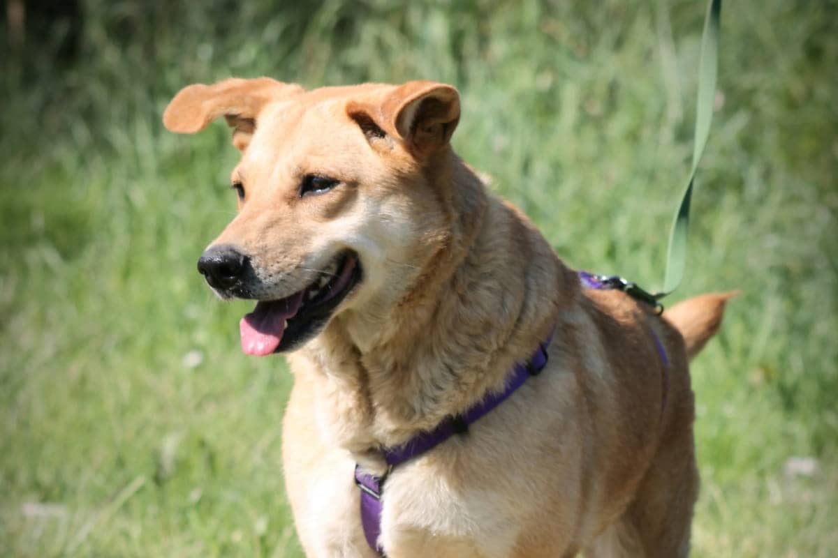 Pet photo 5