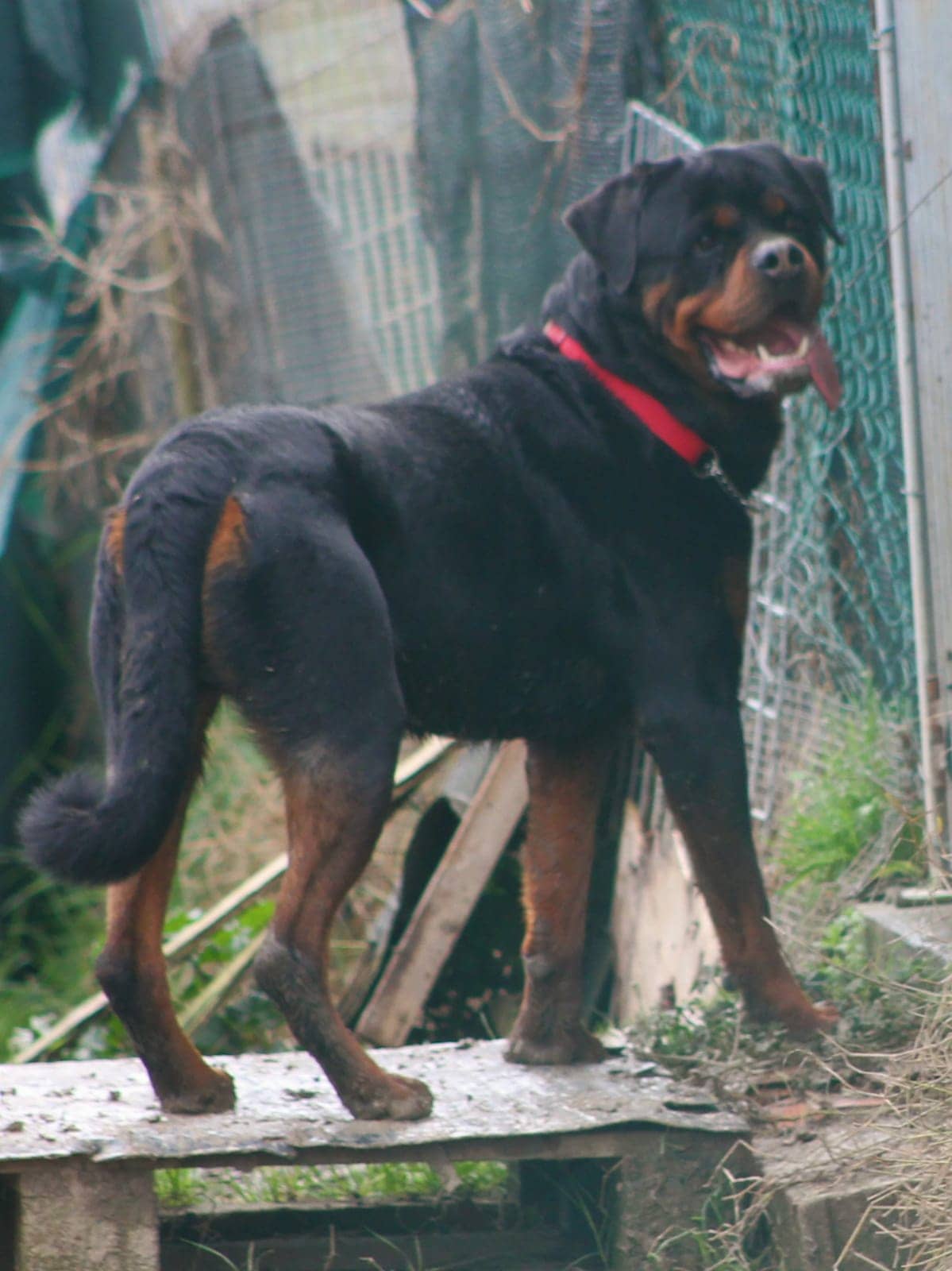 Pet photo 1