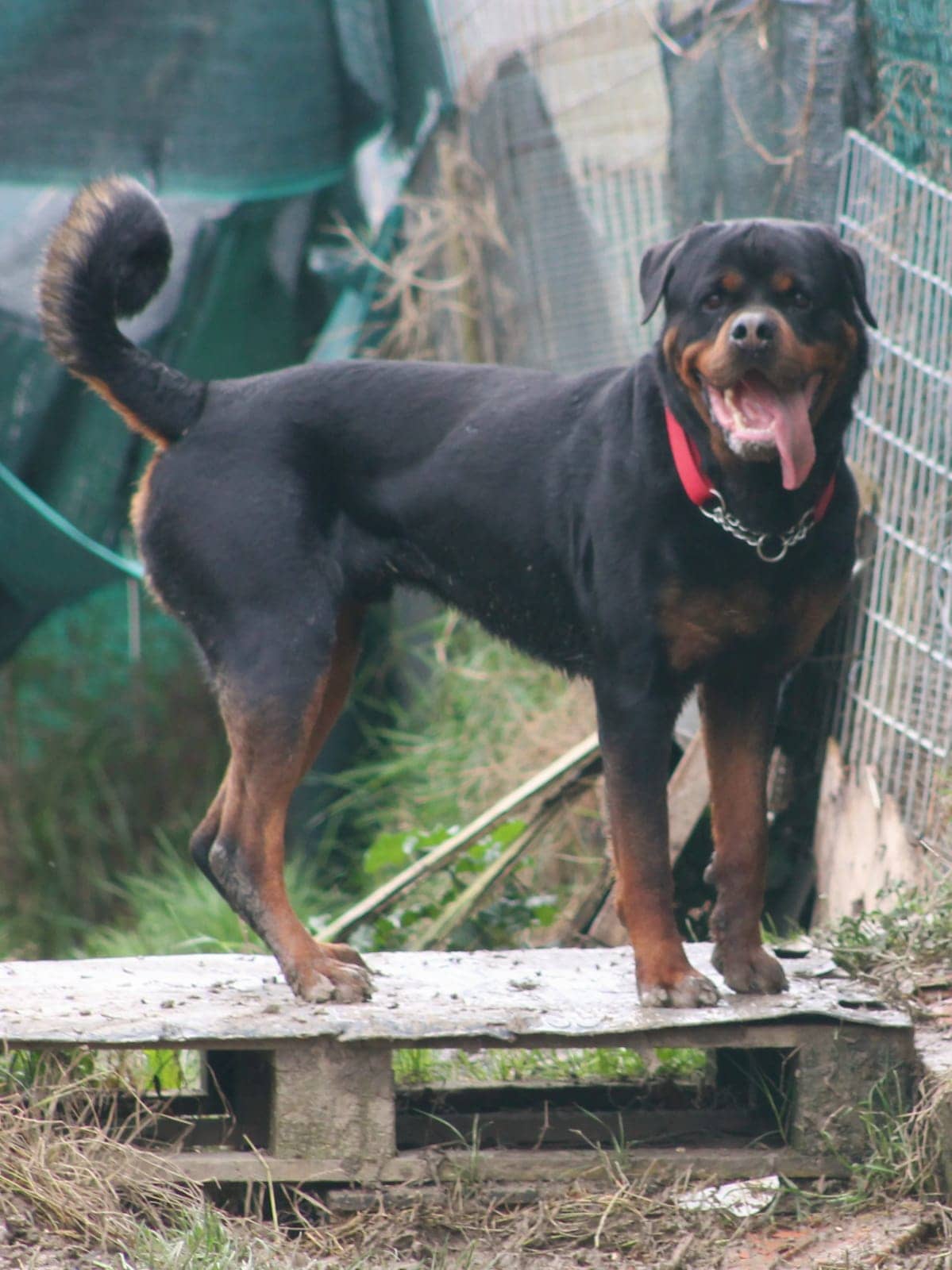 Pet photo 8