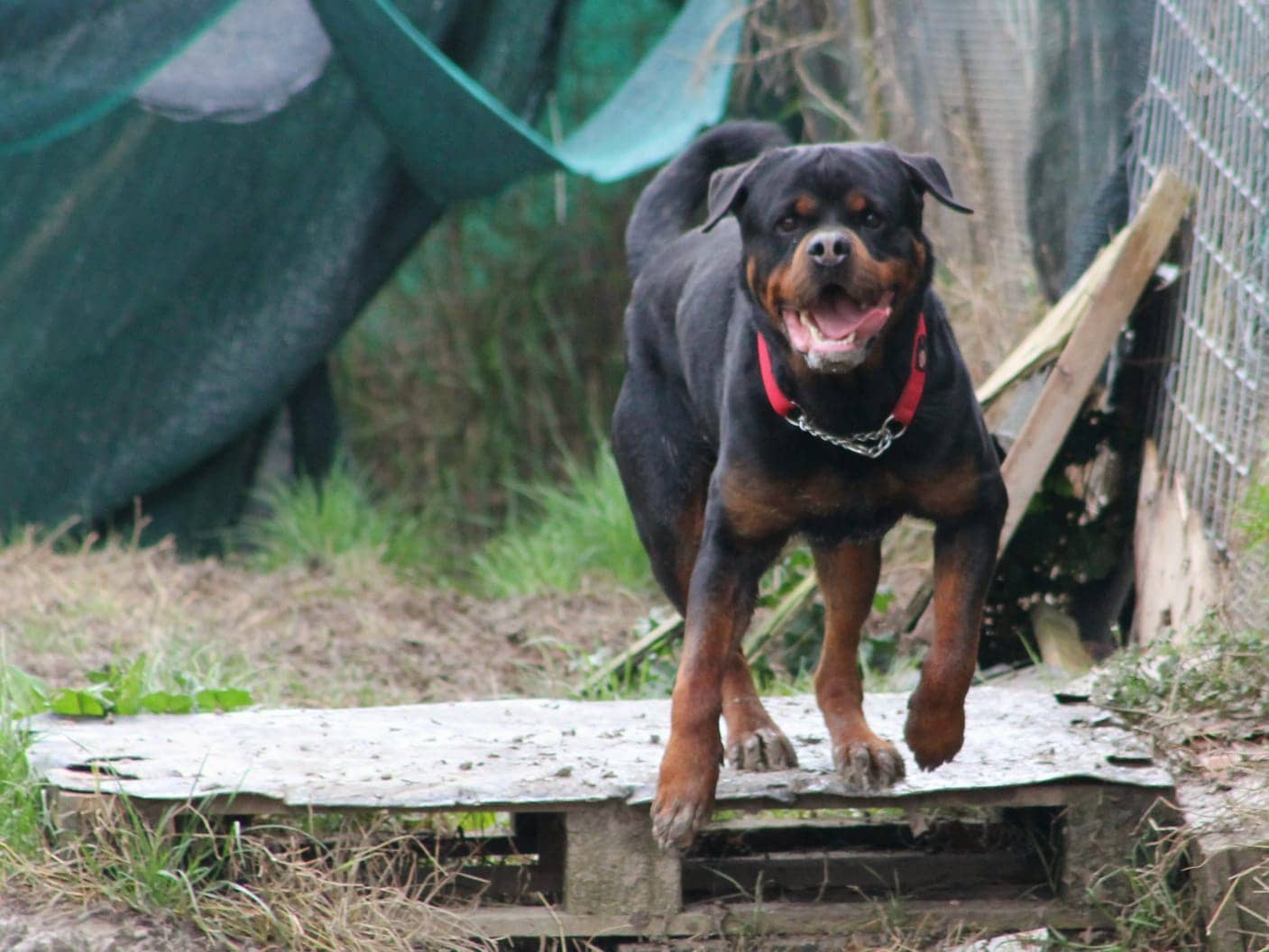 Pet photo 10