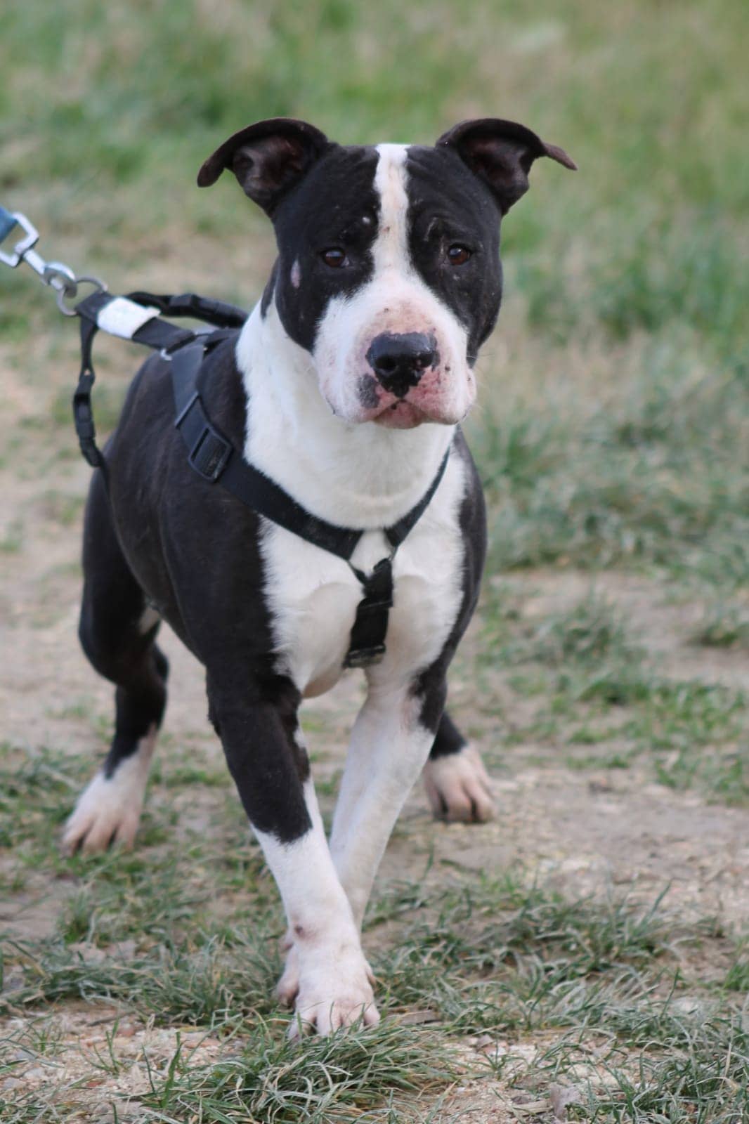 Pet photo 6