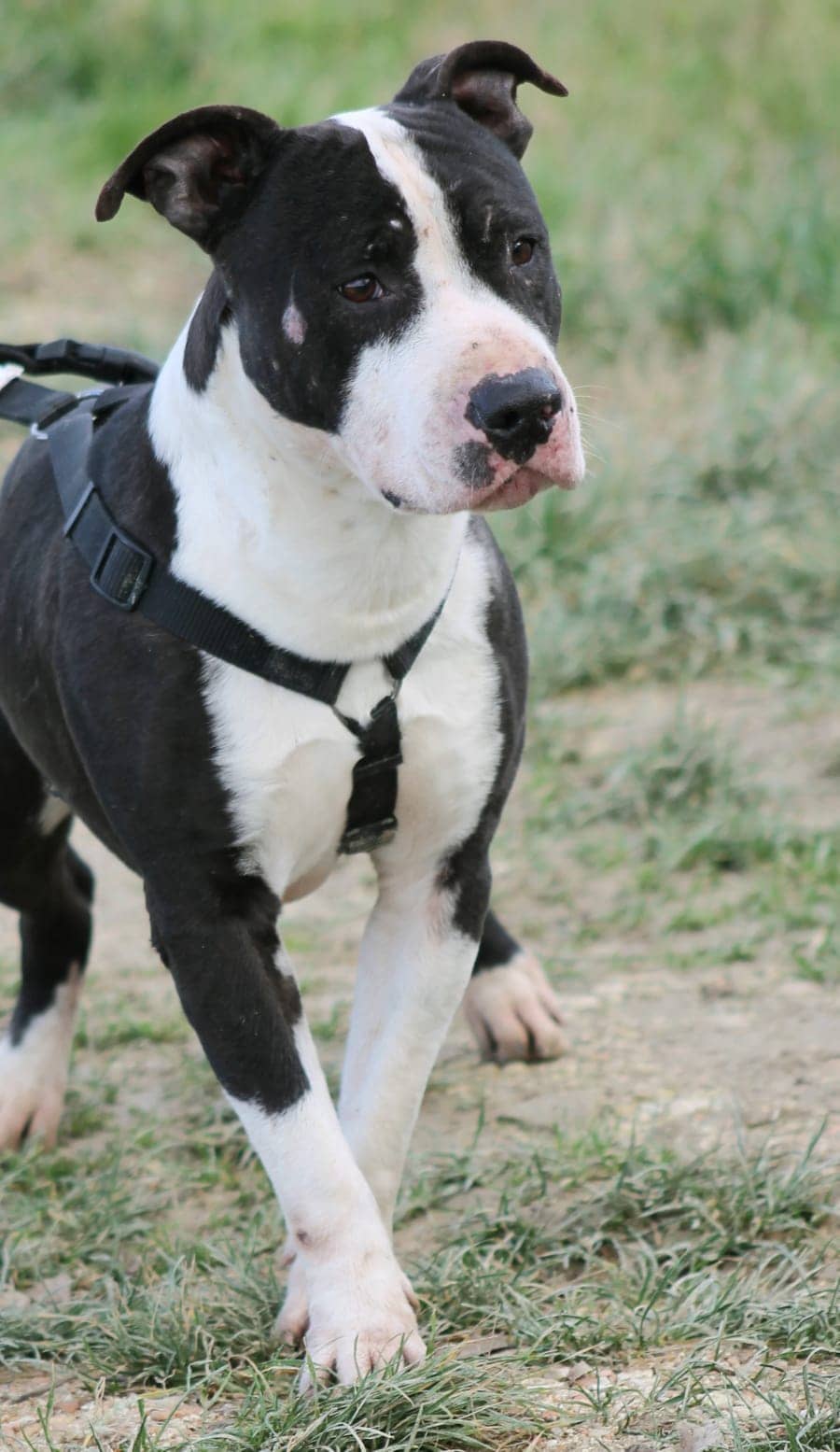 Pet photo 7