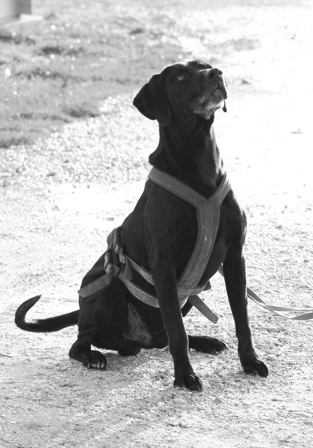 Pet photo 2