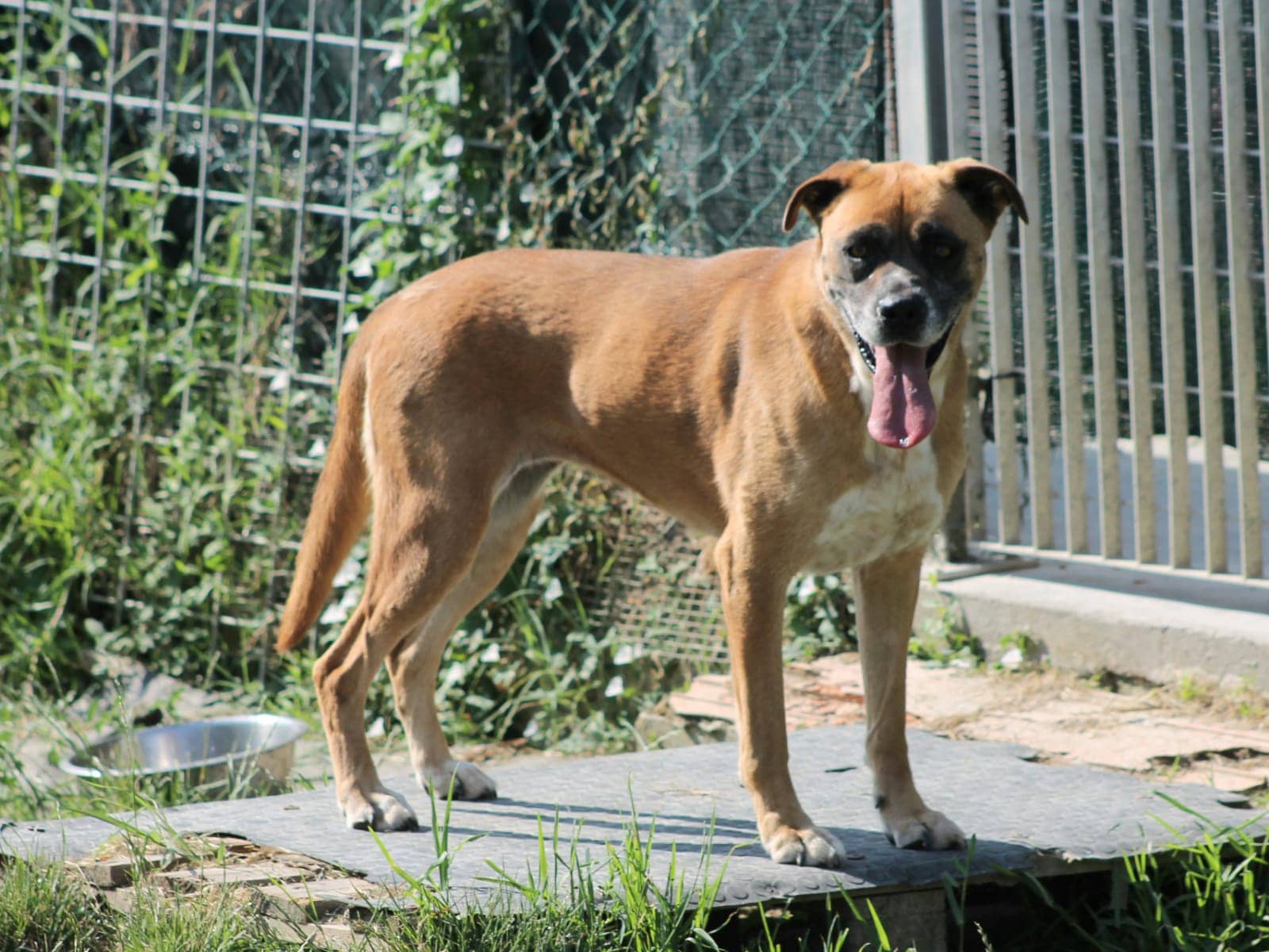 Pet photo 5
