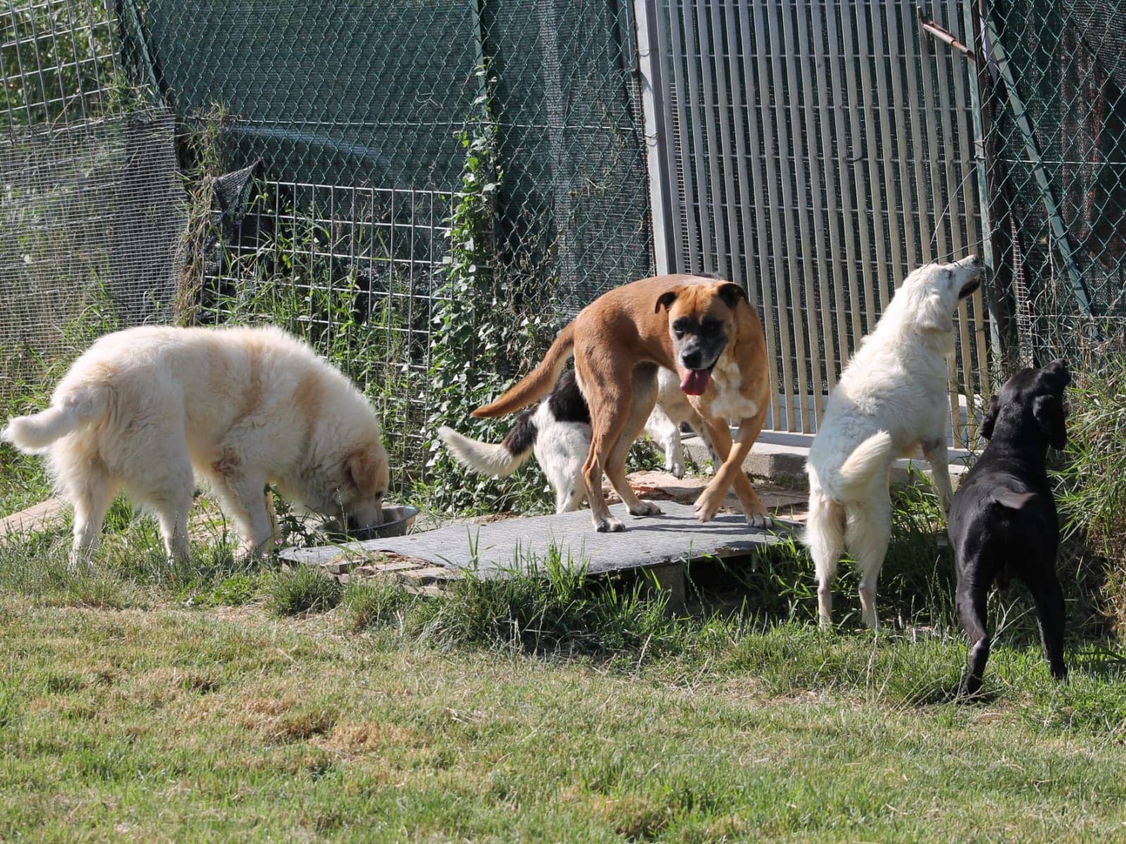 Pet photo 7