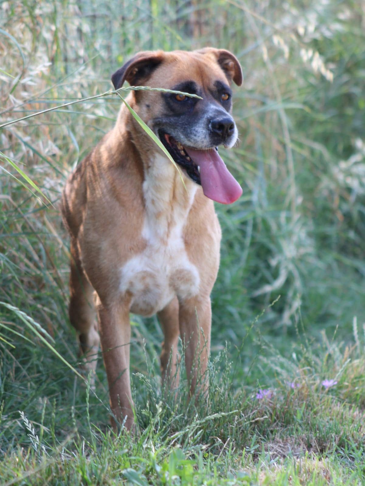 Pet photo 8