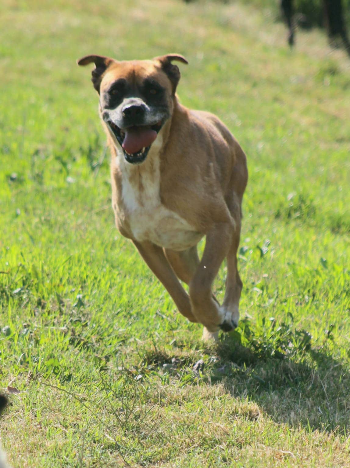 Pet photo 9