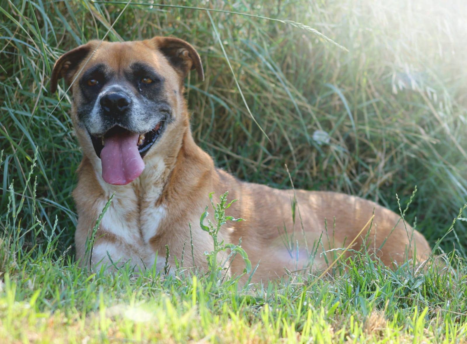 Pet photo 10
