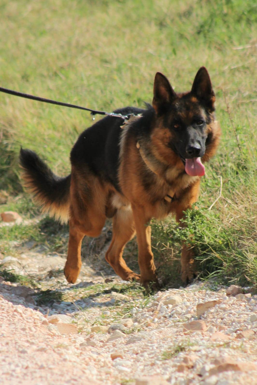 Pet photo 1
