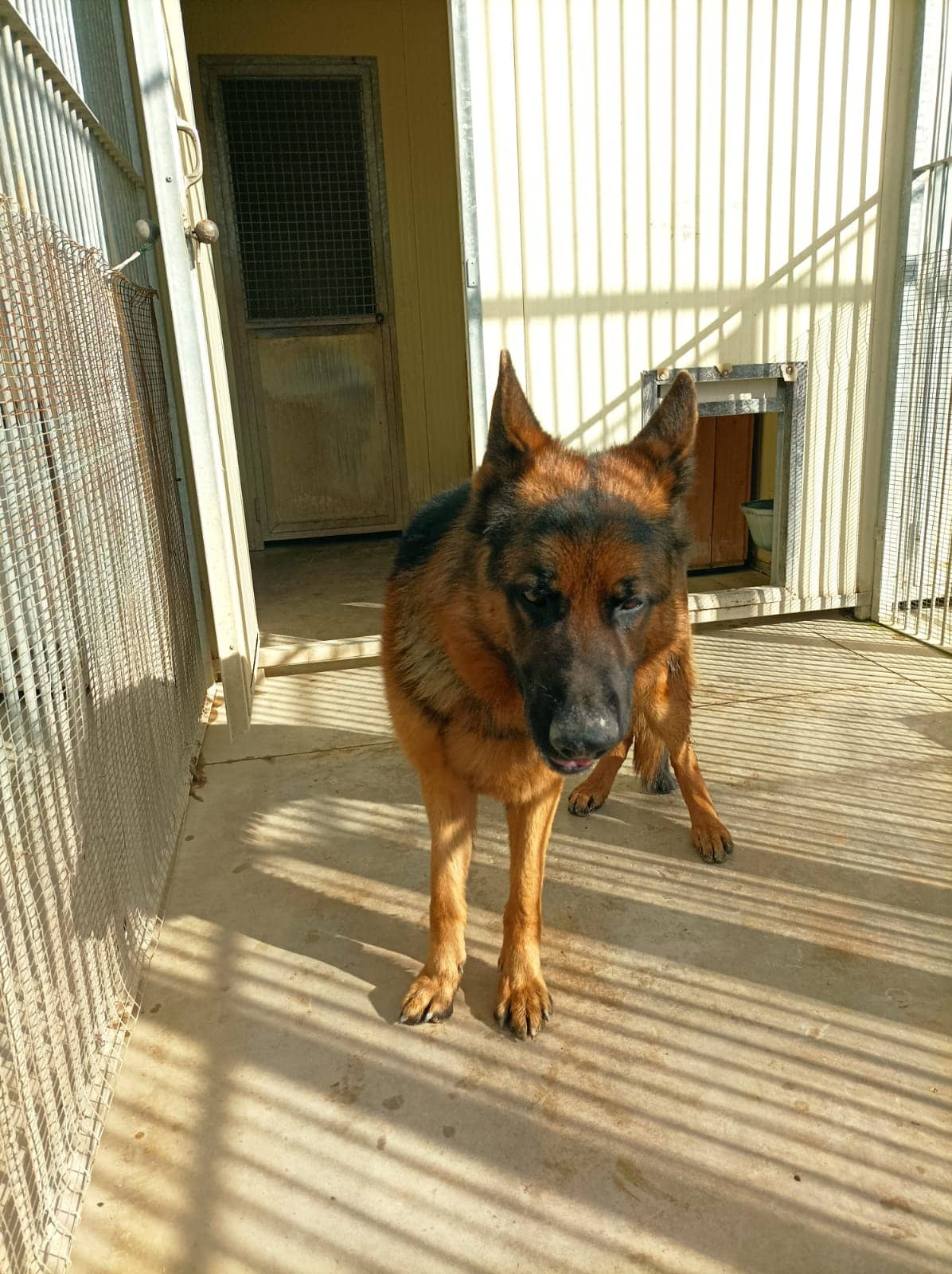 Pet photo 8
