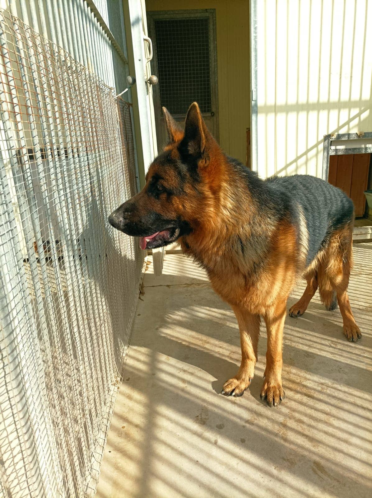 Pet photo 9