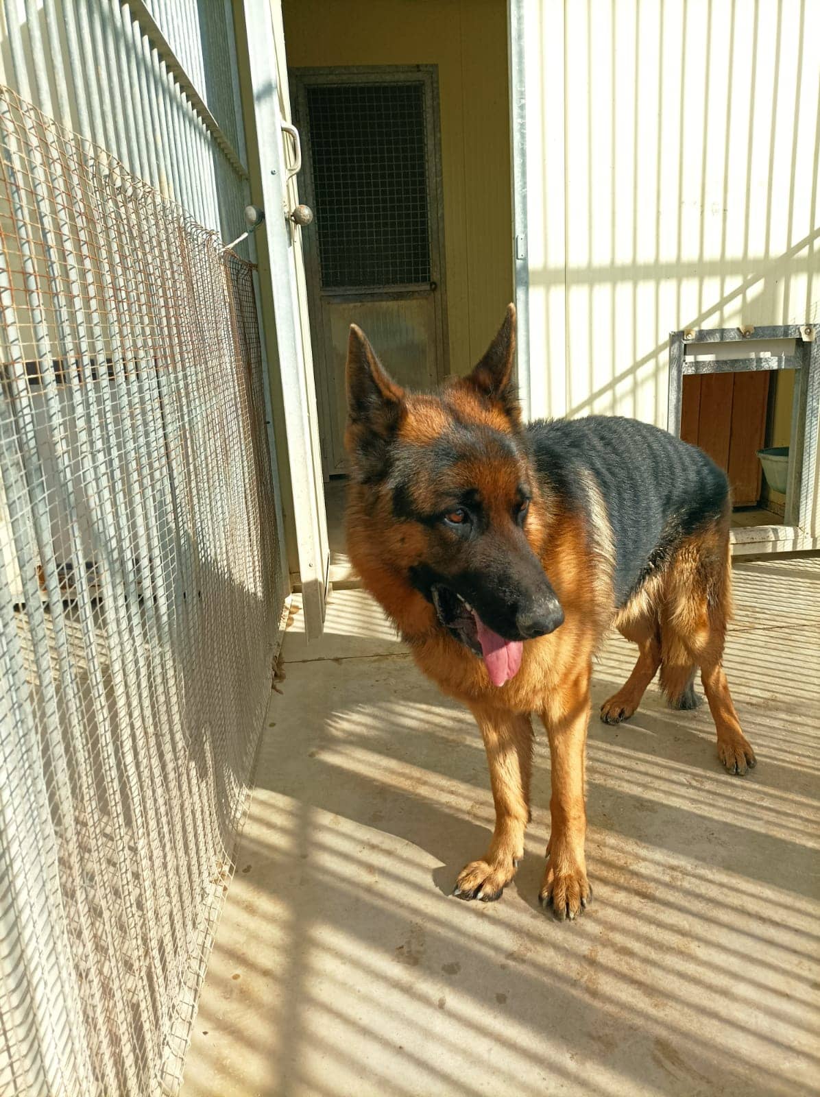 Pet photo 10