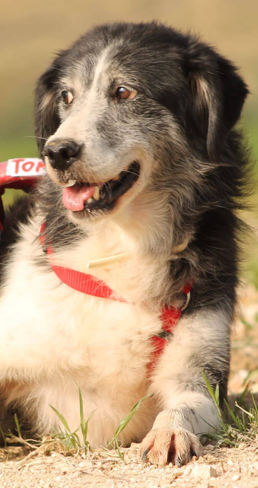 Pet photo 8