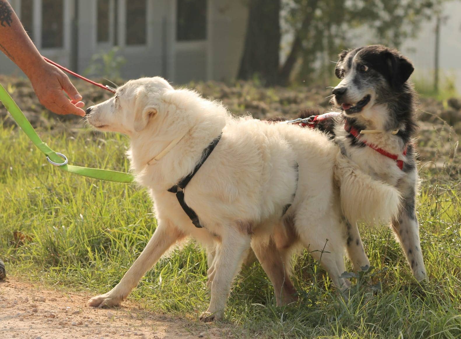 Pet photo 9