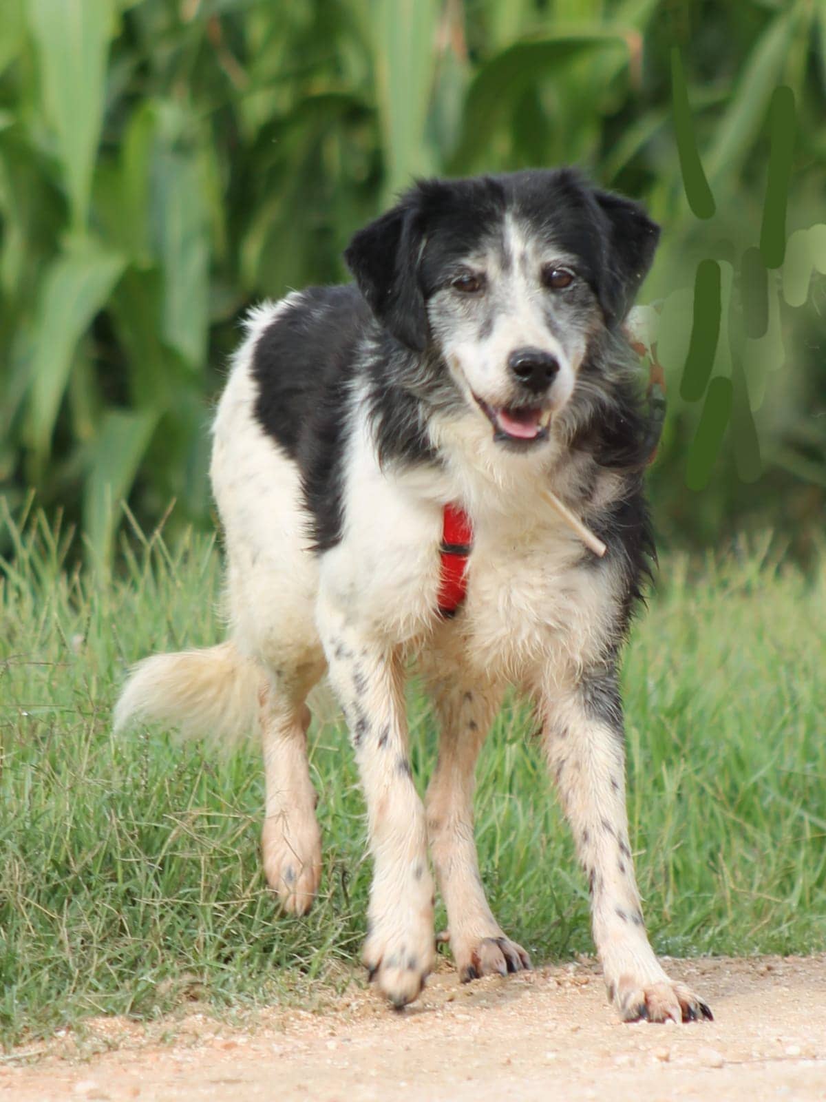 Pet photo 10