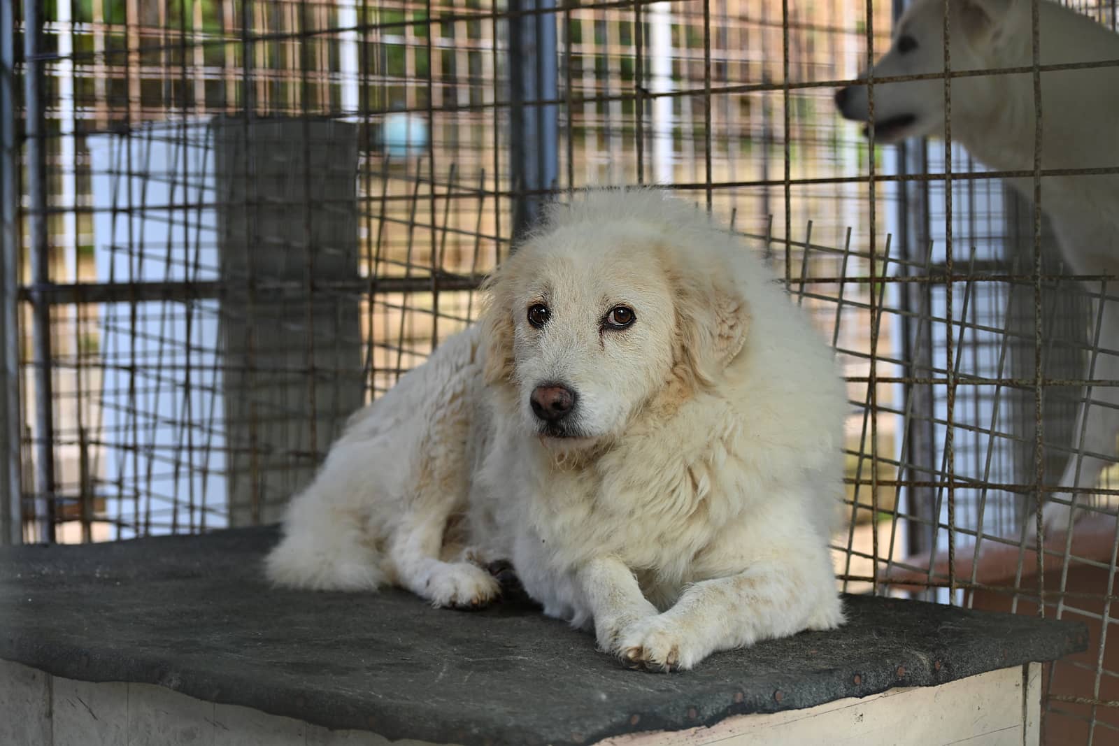 Pet photo 6