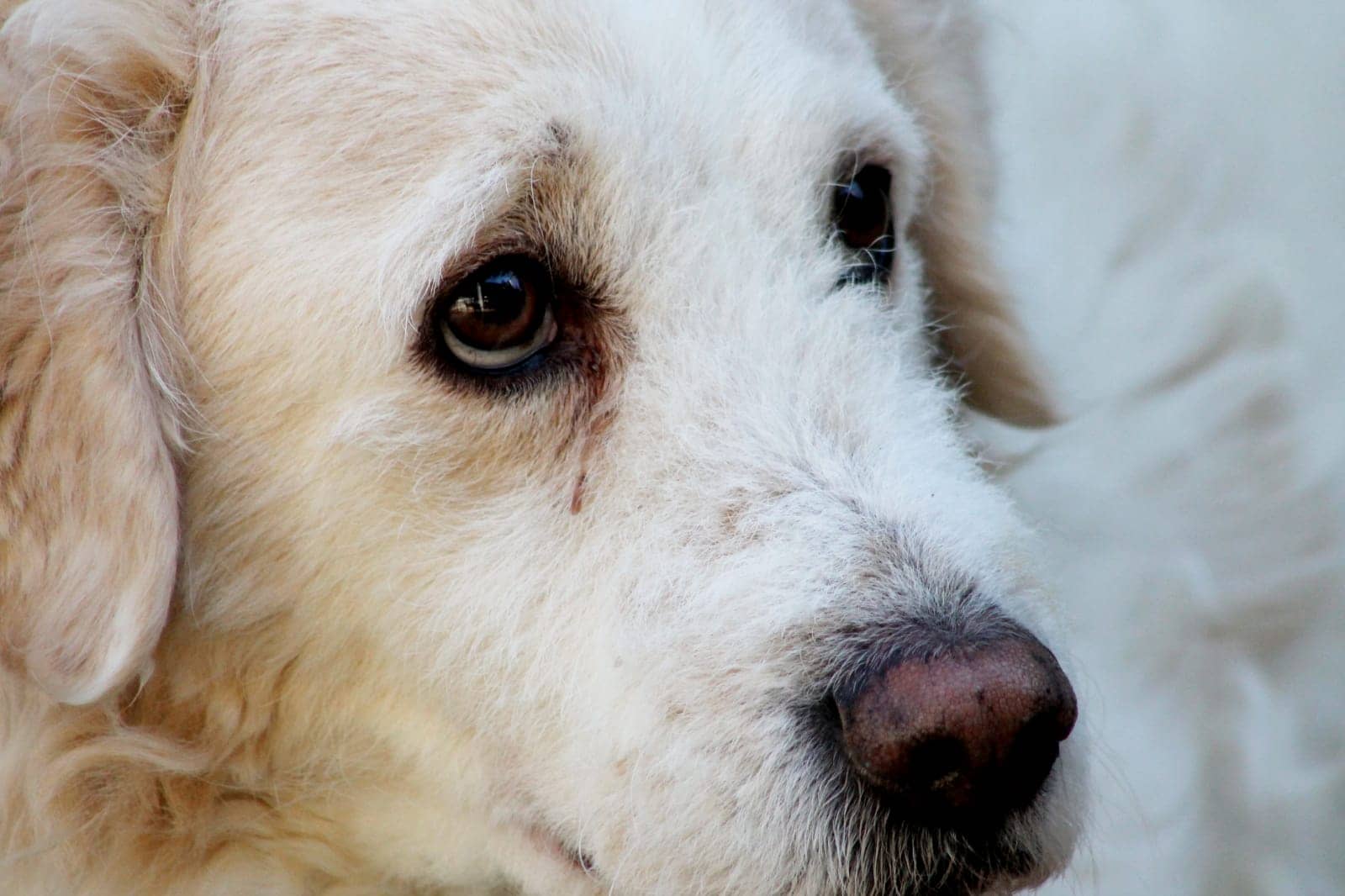 Pet photo 10