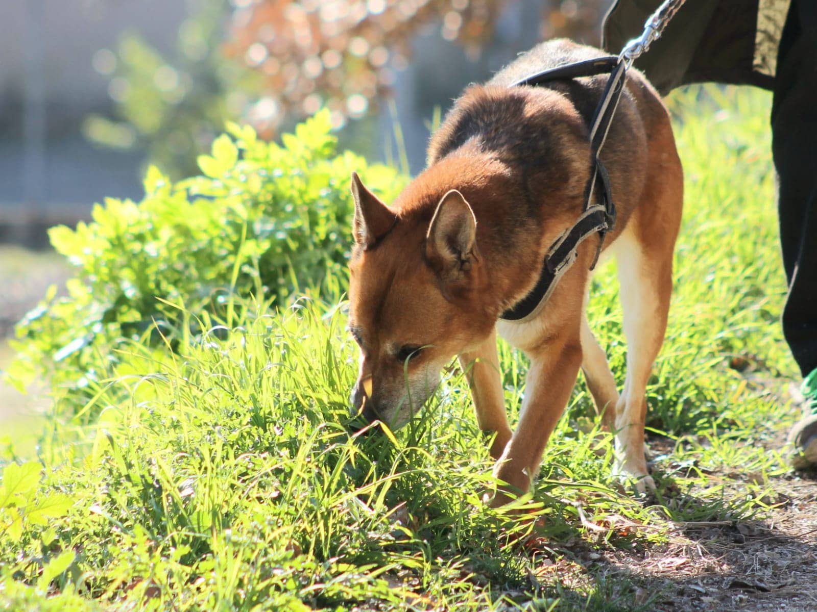 Pet photo 2
