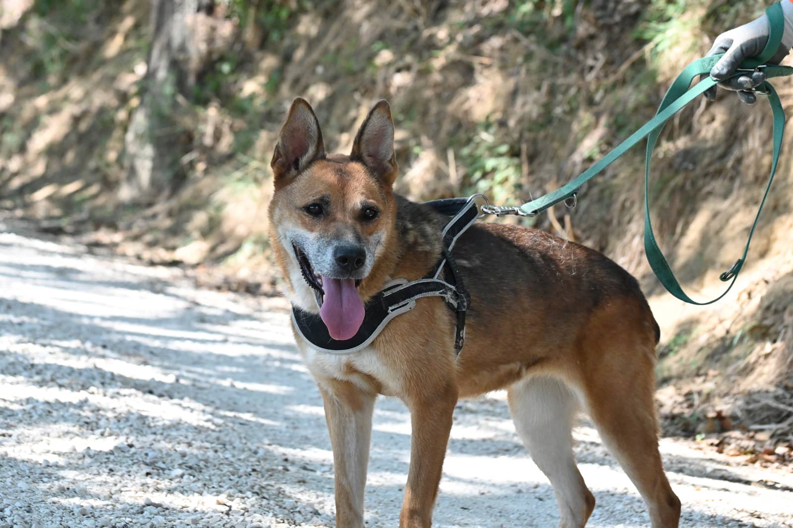 Pet photo 7