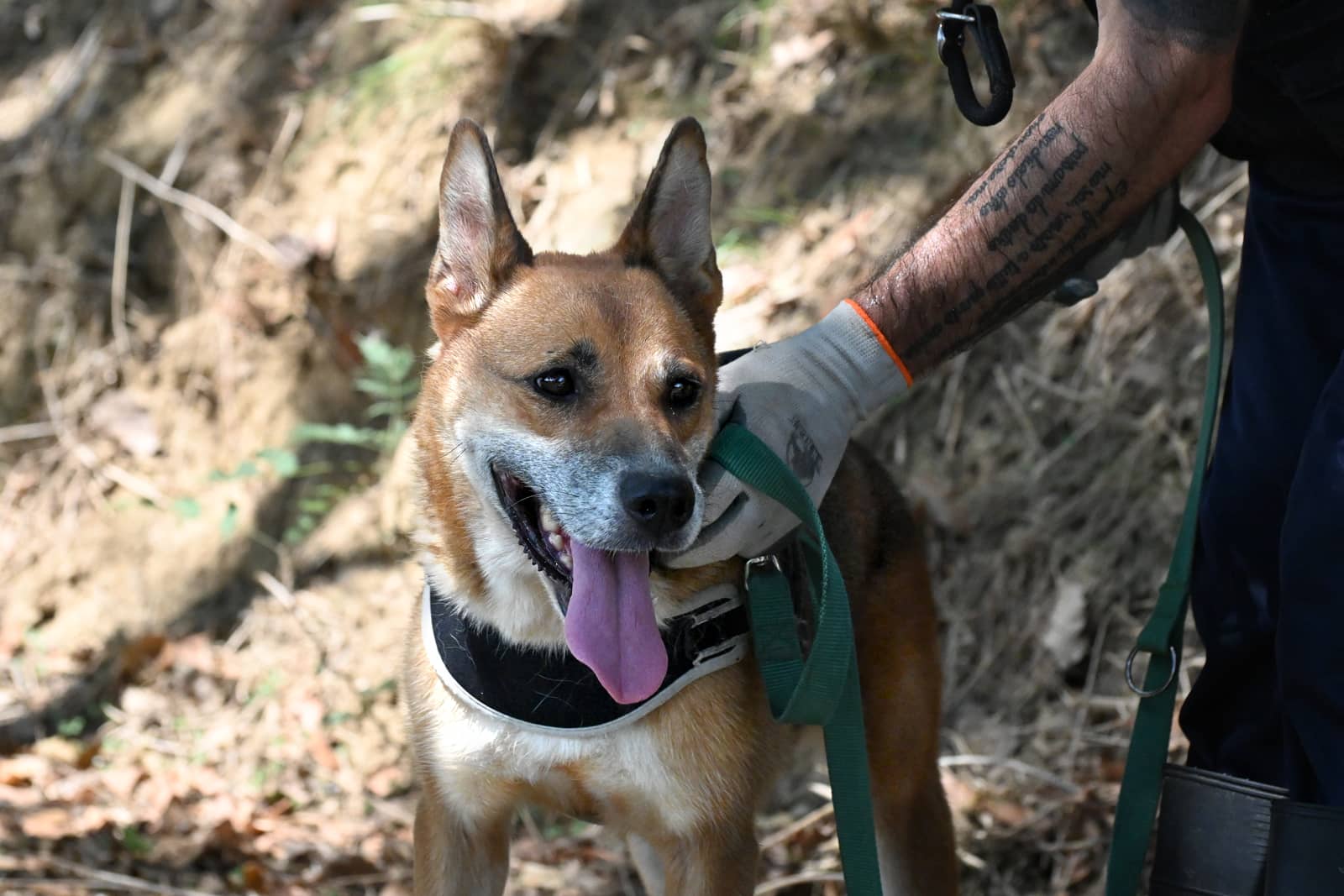 Pet photo 8