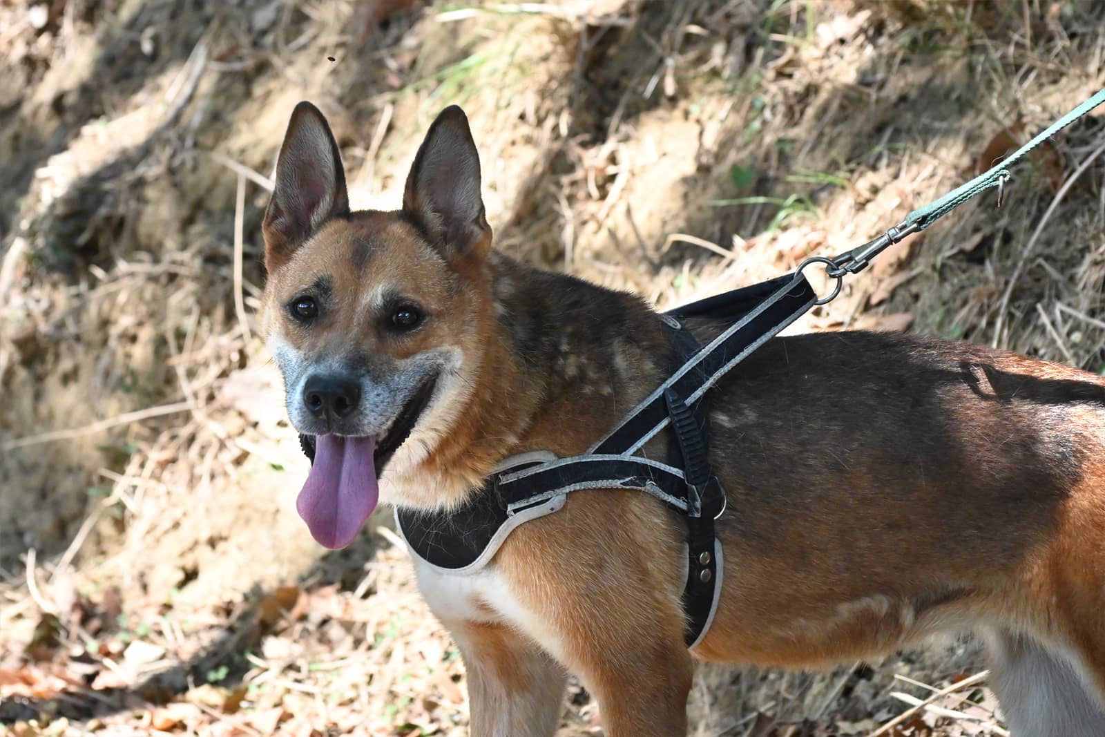 Pet photo 10