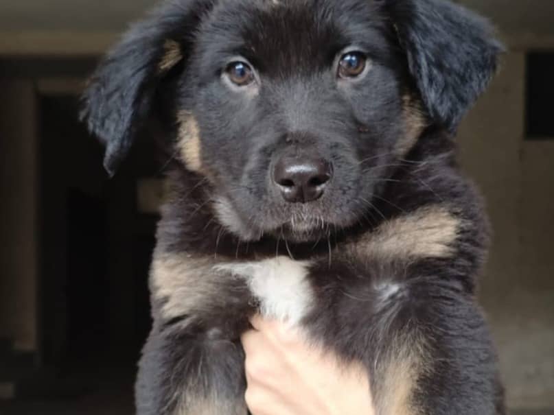 Pet photo 1