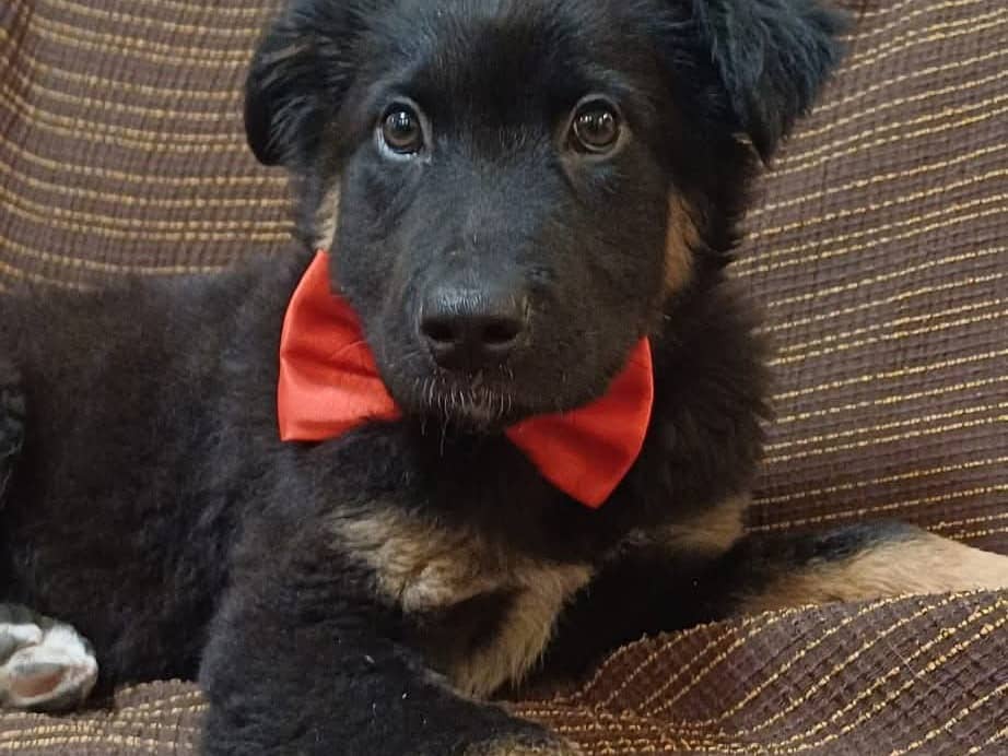 Pet photo 2