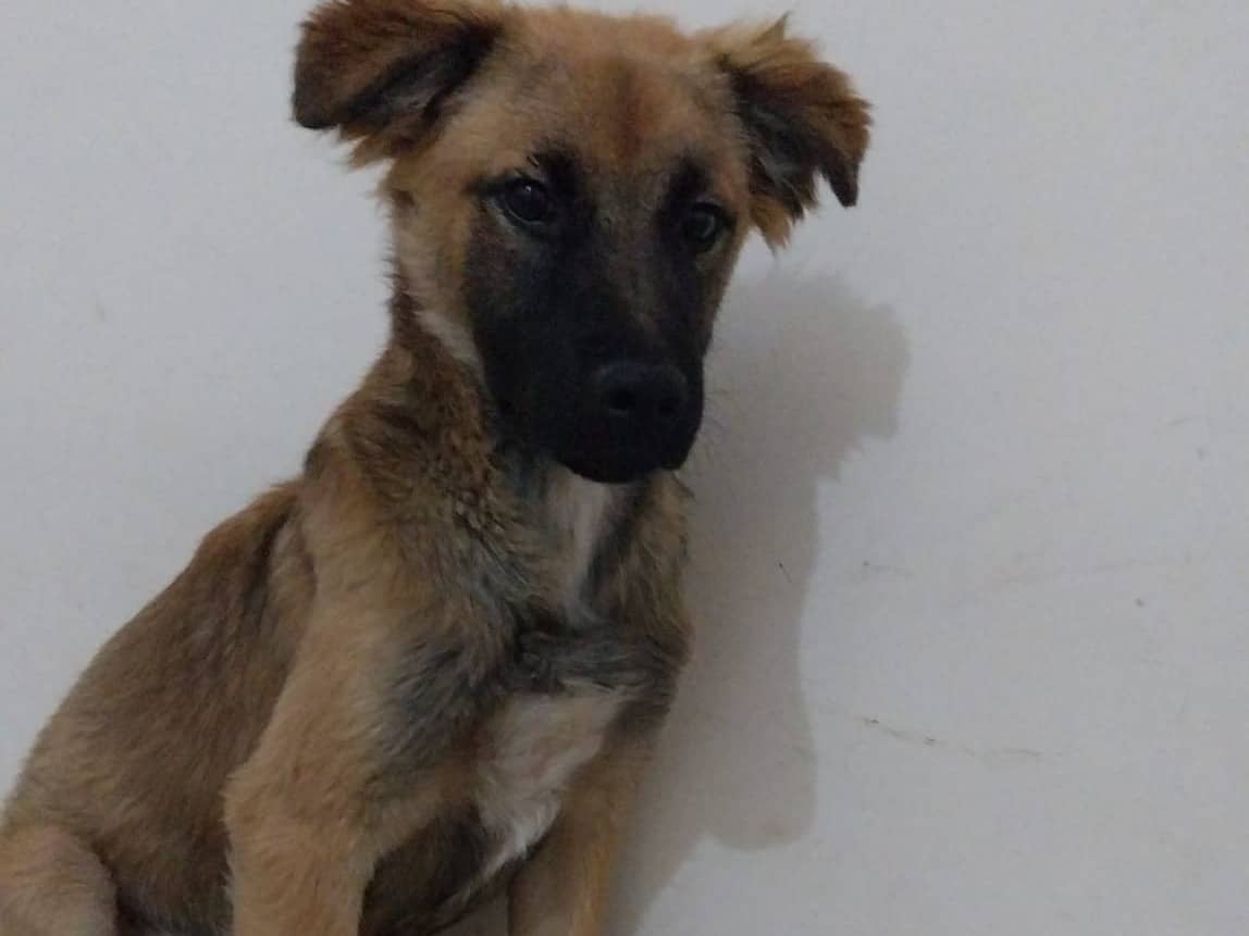 Pet photo 2