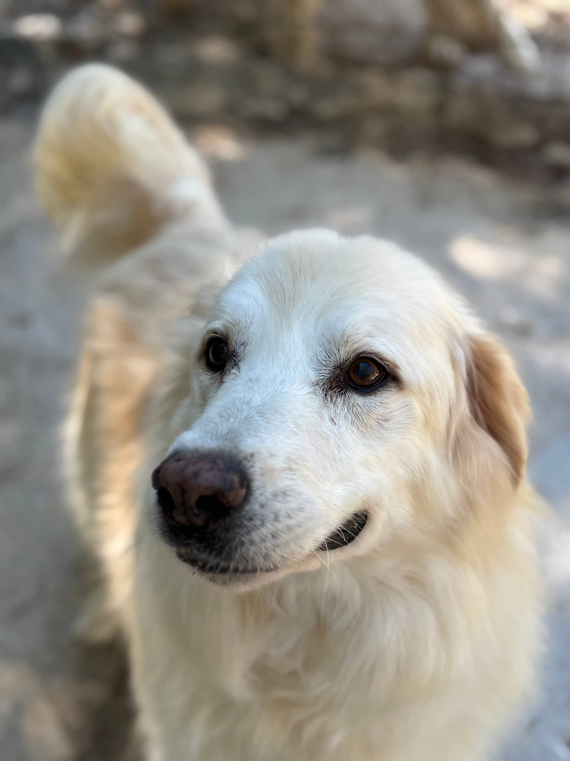 Pet photo 1