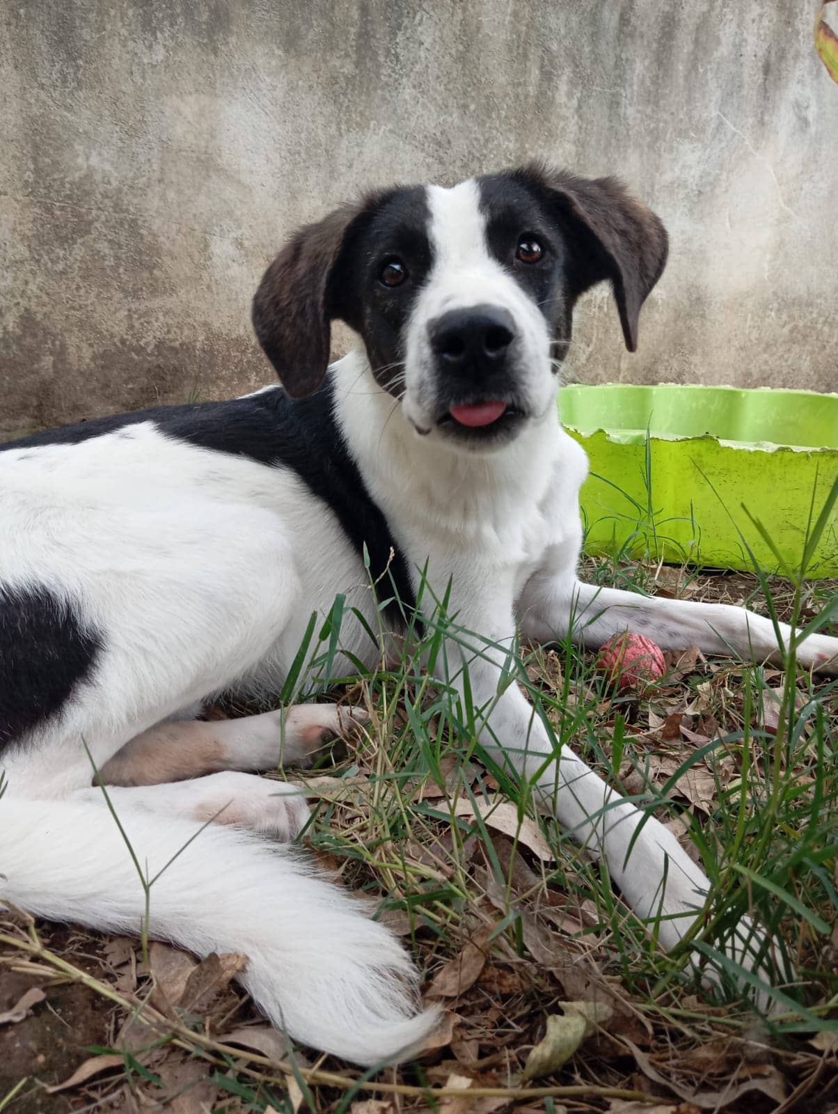Pet photo 2
